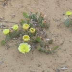 DSCN3917